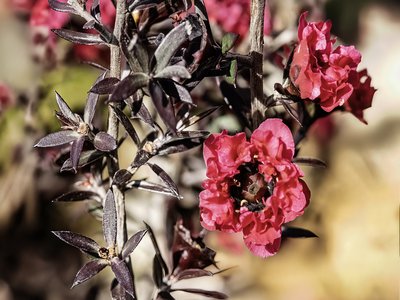 Manuka