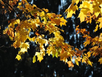 Maple