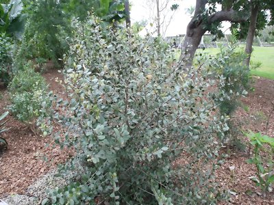 Mastichodendron
