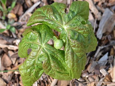 Mayapple