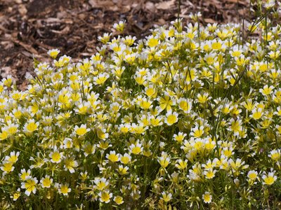 Meadowfoam