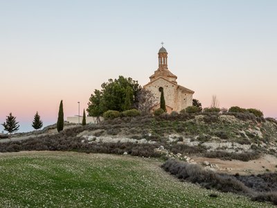 Mediterranean Cypress