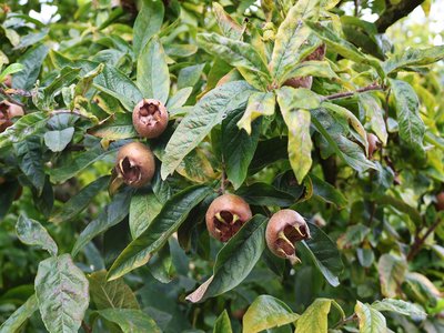 Medlar