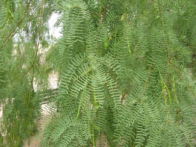 Mesquite