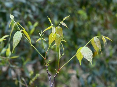 Mexican Buckeye