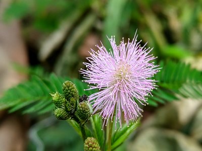 Mimosa