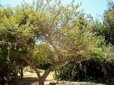 Monkey Thorn