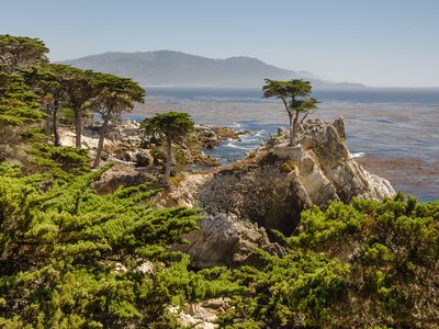 Monterey Cypress