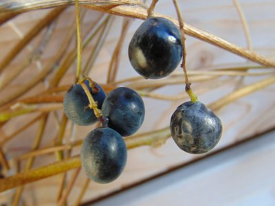 Moonseed