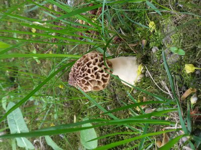 Morel