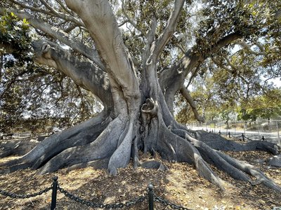 Moreton Bay Fig