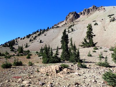 Mountain Hemlock