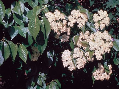 Nannyberry