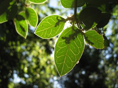 Naranjillo