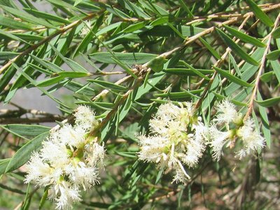 Narrow Paperbark