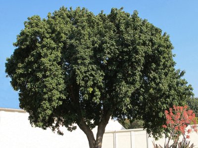 Natal Mahogany