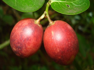Natal Plum