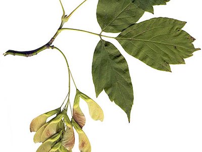 Negundo Maple