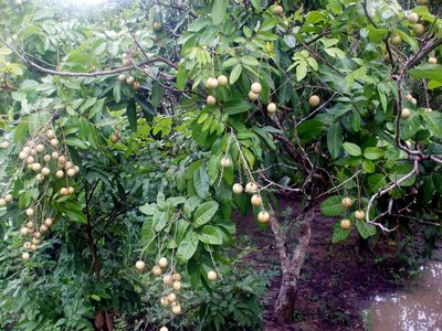Nephelium Tree