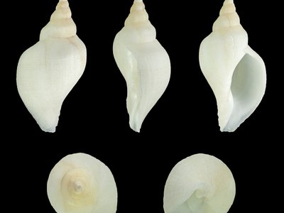 Neptunea