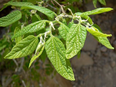 Netleaf Hackberry