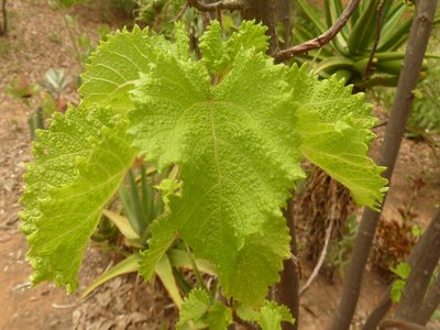 Nettle Tree