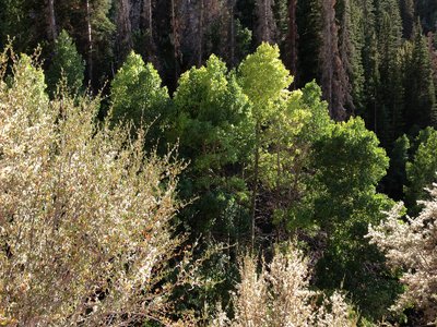 Nevada Mountain Mahogany