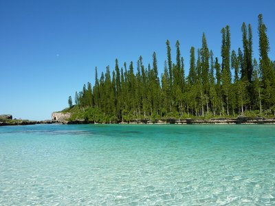 New Caledonia Pine