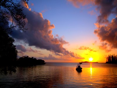 New Caledonian Pine