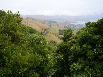 New Zealand Broadleaf