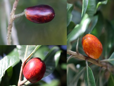 New Zealand Ironwood