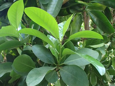 New Zealand Laurel