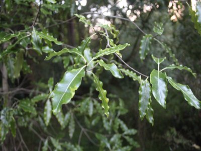 New Zealand Lemonwood