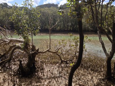 New Zealand Mangrove