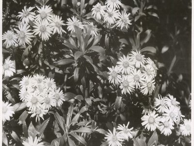 New Zealand Mountain Daisy