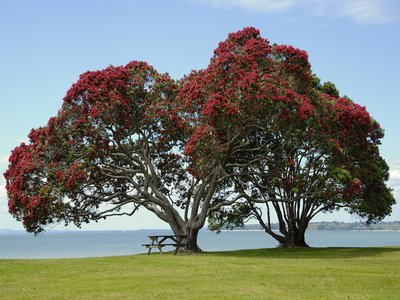 New Zealand Pohutukawa