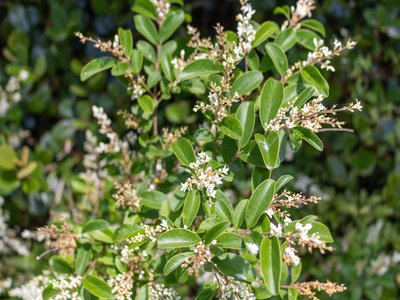 New Zealand Privet