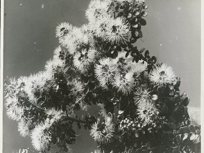 New Zealand Rata