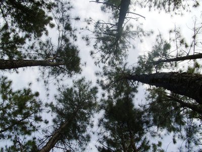 Nicaraguan Pine
