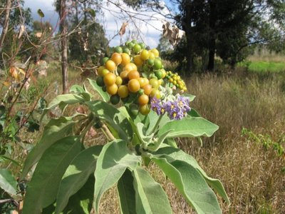 Nightshade Tree
