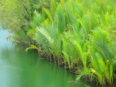 Nipa Palm