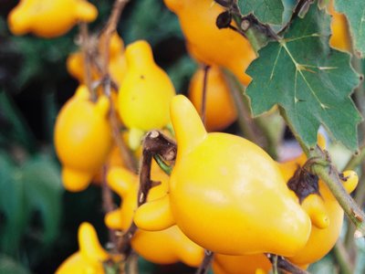 Nipple Fruit