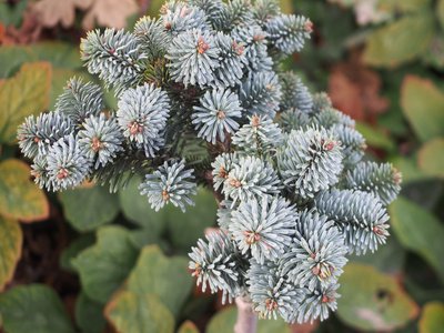 Noble Fir