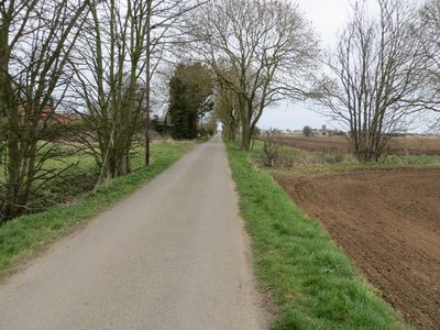 Nooks Elm