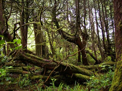 Nootka Cypress