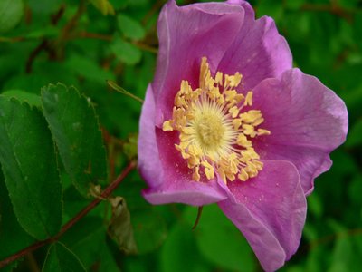 Nootka Rose