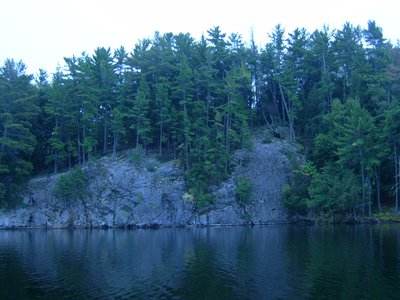 North American Basswood