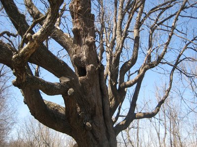 North American White Oak