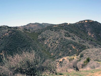 North Coastal Scrub Oak