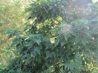 Northern Catalpa